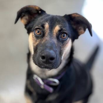 Rescue Mixed Breed Dogs for Adoption in Mankato, Minnesota - Cookie Rue | PetCurious