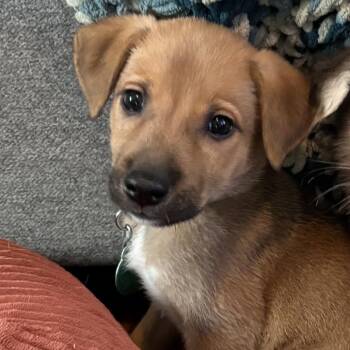 Elton -  Mixed Breed Dog for Adoption in Buffalo, Minnesota - Elton | PetCurious