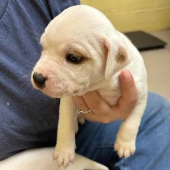 Juice Box -  American Bulldog and Mixed Breed Dog for Adoption in New Fairfield, Connecticut - Juice Box | PetCurious