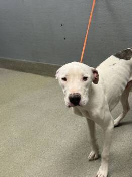 Rescue Pit Bull Terrier Dogs for Adoption in Las Vegas, Nevada - THACKERY | PetCurious