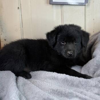 Chow Chow and Australian Shepherd Dogs Available for Adoption in Atlanta, Texas - Carson | PetCurious