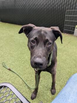 Jimbo -  Mixed Breed Dog for Adoption in Bellevue, Washington - Jimbo | PetCurious