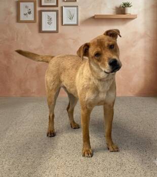**KAYA** -  Labrador Retriever and Shepherd Dog for Adoption in North Prairie, Wisconsin - **KAYA** | PetCurious