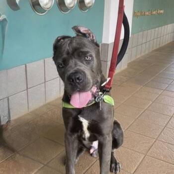 Cane Corso and Mixed Breed Dogs Available for Adoption in Honolulu, Hawaii - Atlas | PetCurious