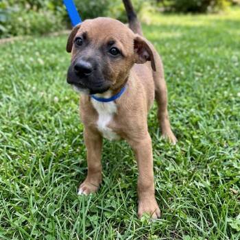 Pecan -  Hound Dog for Adoption in Tulsa, Oklahoma - Pecan | PetCurious