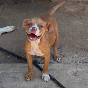 Jewel -  Boxer and Mixed Breed Dog for Adoption in Dover, Arkansas - Jewel | PetCurious