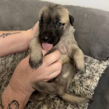 Lily -  Shepherd Dog for Adoption in Yucaipa, California - Lily | PetCurious