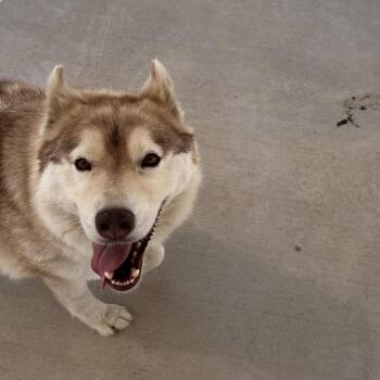 Inari -  Siberian Husky Dog for Adoption in Harrisonburg, Virginia - Inari | PetCurious