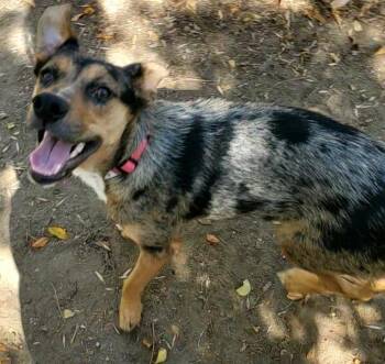 HOLLY -  Shepherd Dog for Adoption in Broomfield, Colorado - HOLLY | PetCurious