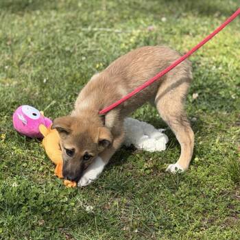 Great Pyrenees and German Shepherd Dog Dogs Available for Adoption in Locust Fork, Alabama - DOVE | PetCurious