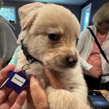 Pfeiffer -  Mixed Breed Dog for Adoption in San Francisco, California - Pfeiffer | PetCurious