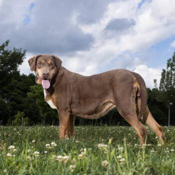Louise -  Mixed Breed Dog Available for Adoption in Franklin, Tennessee - Louise | PetCurious