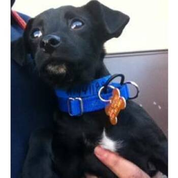Baxter -  Rat Terrier and Mixed Breed Dog for Adoption in Los Angeles, California - Baxter | PetCurious