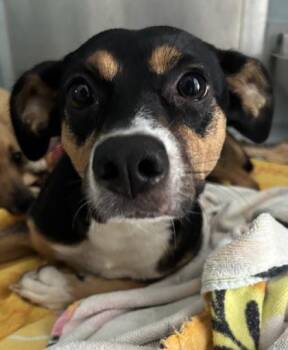 Miracle 1436-26 -  Rat Terrier and Mixed Breed Dog for Adoption in Cumming, Georgia - Miracle 1436-26 | PetCurious