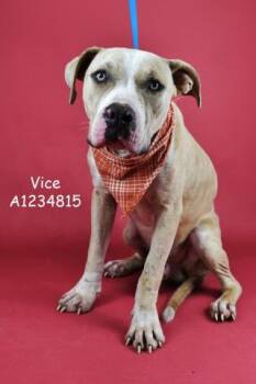 Rescue Pit Bull Terrier Dogs for Adoption in Thousand Oaks, California - Vice -- URGENT! | PetCurious
