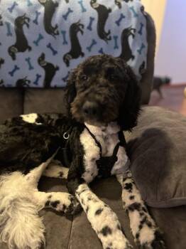 Goldendoodle Dogs Available for Adoption - Snoopy  | PetCurious