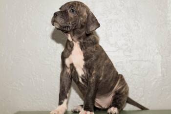 Hattie -  Plott Hound Dog Available for Adoption in Las Vegas, Nevada - Hattie | PetCurious