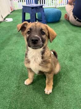 Shepherd and Mixed Breed Dogs Available for Adoption in Henderson, Nevada - Nalu | PetCurious