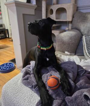 Saylor -  Labrador Retriever Dog for Adoption in Germantown, Ohio - Saylor | PetCurious