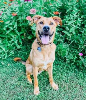 Rescue German Shepherd Dog Dogs for Adoption in Palmyra, Virginia - Chorizo | PetCurious