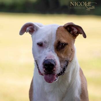 Rescue Pit Bull Terrier Dogs for Adoption in Henderson, Kentucky - Rex | PetCurious