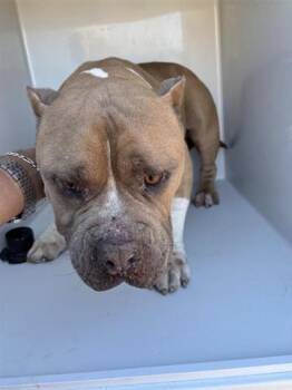 American Bulldog Dogs Available for Adoption - A650883 | PetCurious