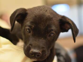 Alberta -  Pit Bull Terrier and Labrador Retriever Dog for Adoption in Portland, Oregon - Alberta | PetCurious