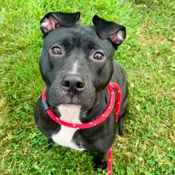 Ursula -  Terrier Dog for Adoption in North Syracuse, New York - Ursula | PetCurious