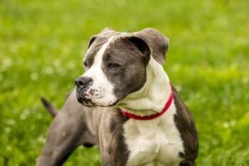 Mixed Breed Dogs Available for Adoption in West Chester, Pennsylvania - Max Aka Geo | PetCurious