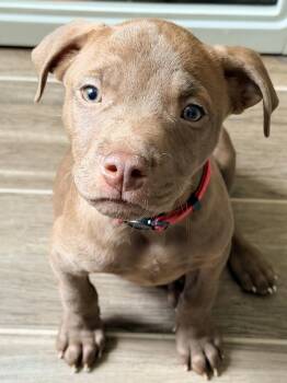 Pineberry- Walmart- Pink -  American Bulldog Dog for Adoption in Lakeland, Florida - Pineberry- Walmart- Pink | PetCurious