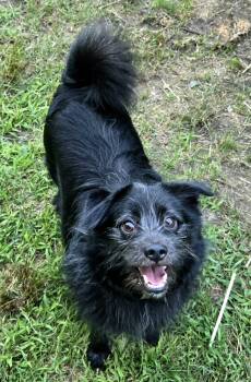 Enzo -  Pomeranian and Terrier Dog for Adoption in North Kingstown, Rhode Island - Enzo | PetCurious