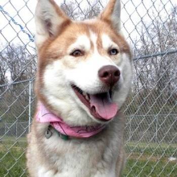 Rescue Husky Dogs for Adoption in Jeffersonville, Indiana - Harriet | PetCurious