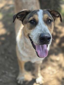 Rescue Hound and Shepherd Dogs for Adoption in Dover, Arkansas - Flagg | PetCurious