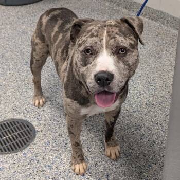 Lenny -  Mixed Breed Dog for Adoption in Greenville, South Carolina - Lenny | PetCurious