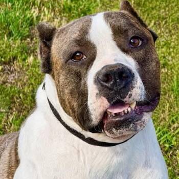 Cane Corso Dogs Available for Adoption in Brentwood, Tennessee - Mindi | PetCurious