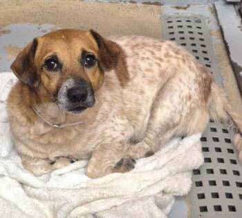 FLUFFY -  Australian Cattle Dog Blue Heeler and Mixed Breed Dog for Adoption in Houston, Texas - FLUFFY | PetCurious