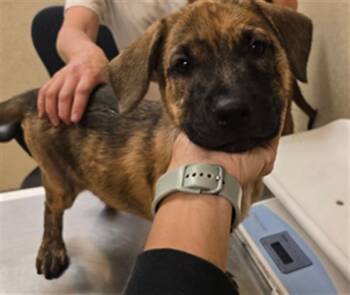 Rescue German Shepherd Dog and Mixed Breed Dogs for Adoption in Riverside, California - SAVANNAH | PetCurious