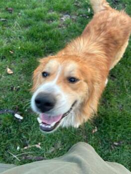 Denver -  Mixed Breed Dog for Adoption in Miamitown, Ohio - Denver | PetCurious