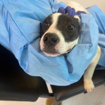 Mixed Breed Dogs Available for Adoption in Huntington, West Virginia - Pamela | PetCurious