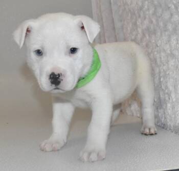 Terrier Dogs Available for Adoption in Springfield, Ohio - Marlowe | PetCurious