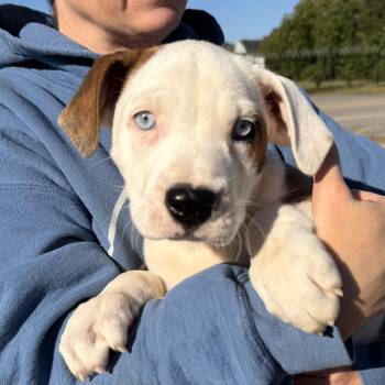 Marshmallow -  Mixed Breed Dog for Adoption in Columbia, South Carolina - Marshmallow | PetCurious