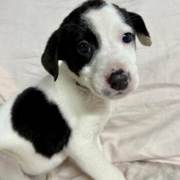Mixed Breed and Jack Russell Terrier Dogs Available for Adoption - Jade $475 | PetCurious