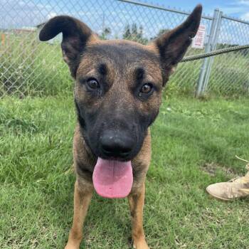 Shepherd Dogs Available for Adoption - Snoopie | PetCurious