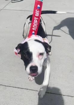 Pandora -  Pit Bull Terrier and Mixed Breed Dog for Adoption in Hillsboro, Ohio - Pandora | PetCurious
