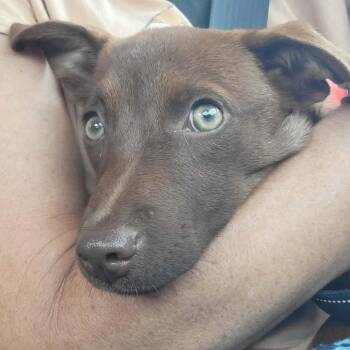 Brisa -  Mixed Breed Dog for Adoption in Fredericksburg, Virginia - Brisa | PetCurious