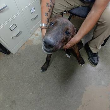 26-104 -  Labrador Retriever Dog for Adoption in Carrollton, Ohio - 26-104 | PetCurious