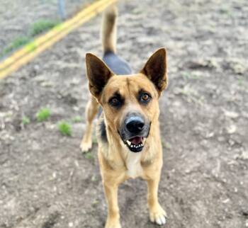 German Shepherd Dog and Mixed Breed Dogs Available for Adoption - KIKO | PetCurious