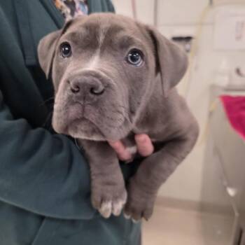 Mixed Breed Dogs Available for Adoption - Muffin | PetCurious