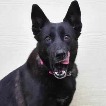 Rescue Dutch Shepherd and German Shepherd Dog Dogs for Adoption in Austin, Texas - Raven JuM | PetCurious