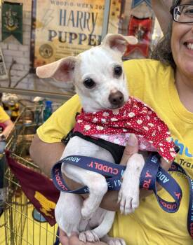 Rescue Chihuahua Dogs for Adoption in Plano, Texas - Ash - Puppy | PetCurious